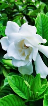 刚买回来的栀子花叶子发黄怎么办？原因分析与处理方法