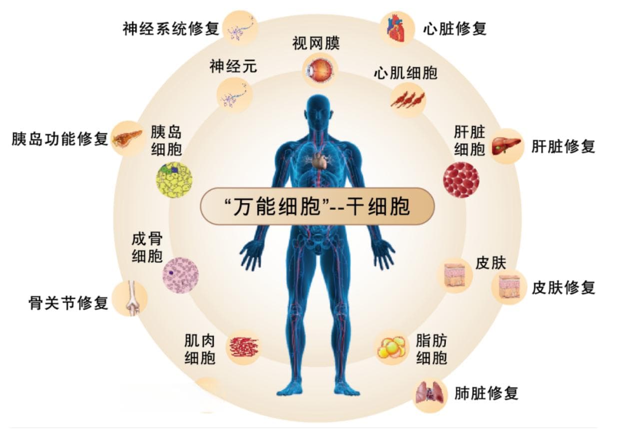 干细胞治疗：从前沿科技到临床应用
