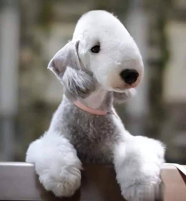 揭秘贝灵顿犬：高颜值背后的低人气原因