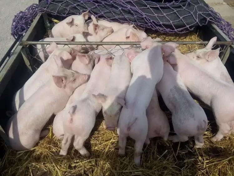 外购仔猪如何防病？生物安全体系建设是关键！