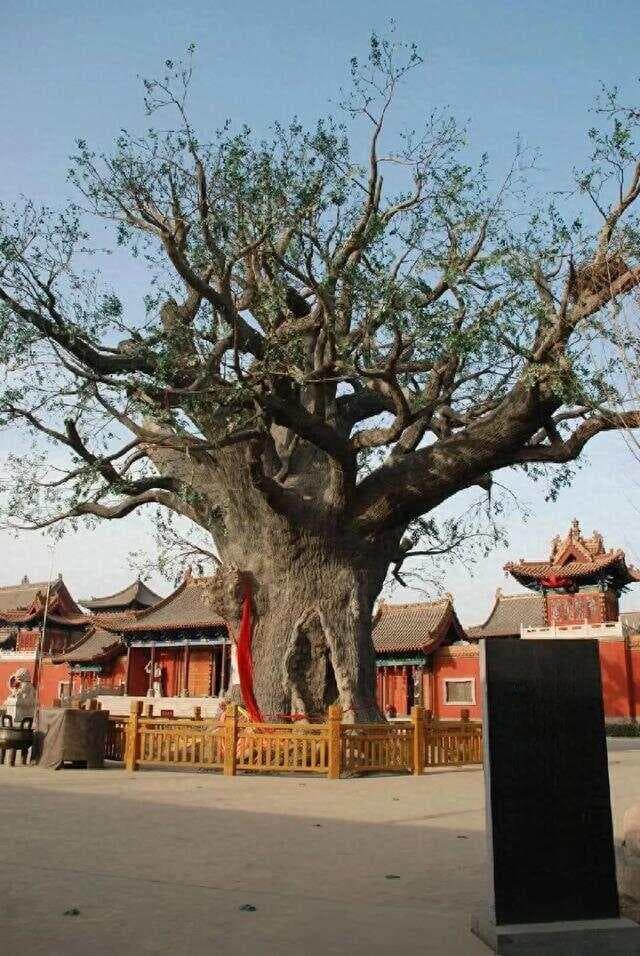大槐树移民：山东人口重构的历史见证