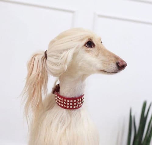 史宾格犬性格训练，和谐相处之道