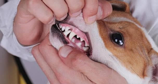 急救！狗狗误食老鼠药怎么办？（老鼠药中毒狗狗的症状及处理方法）