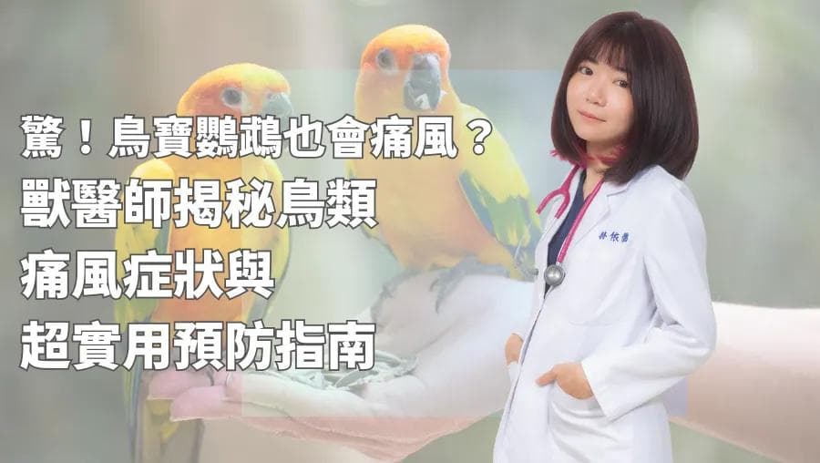 惊！鸟宝宝也会痛风？兽医师揭秘鸟类痛风症状与超实用预防指南