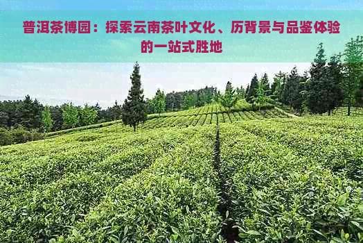 普洱茶博园：探索云南茶叶文化、历史背景与品鉴体验的一站式胜地