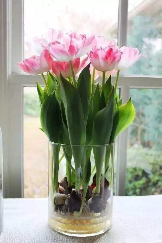 水培郁金香要换水吗（种植郁金香正确养法）