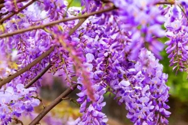 无锡紫藤花季：花星球、阳山等五大赏花地指南