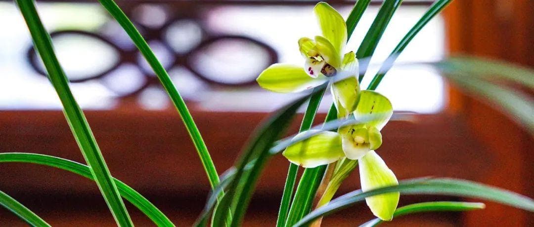 节气“植”说丨二十四节气·惊蛰