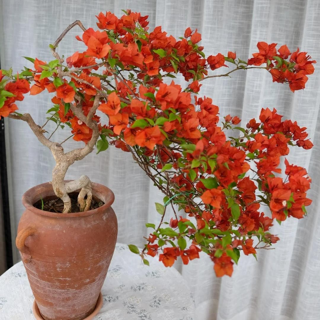 三角梅终于“不装树”，美呆了！诀窍：别惯着“多虐虐”