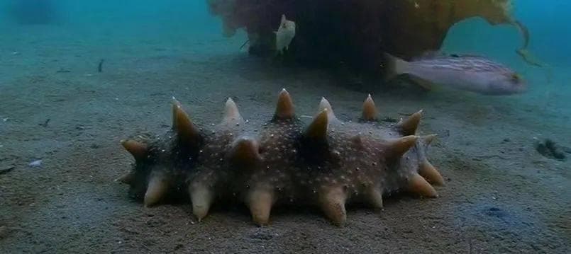 了解海洋里的棘皮动物——“海珍之首”海参