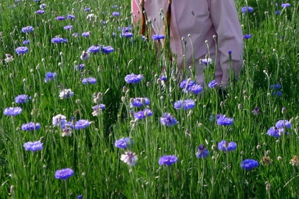 矢车菊什么时候播种