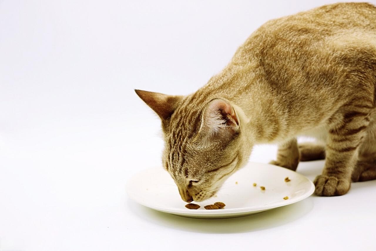 猫咪能吃巧克力吗？巧克力对猫的危害与中毒症状