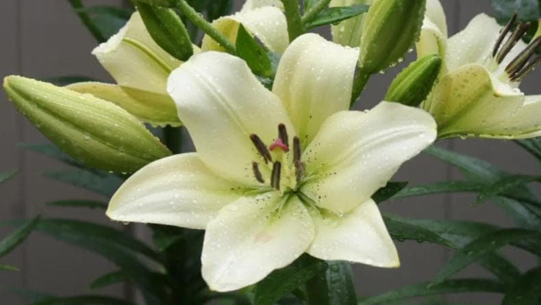 百合花语图鉴：一文读懂各类百合的情感表达