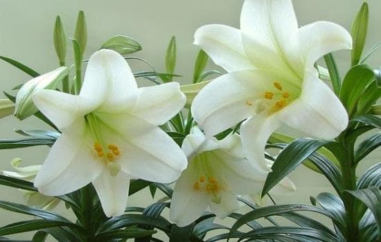 百合花怎么插花瓶水养促进开花呢？