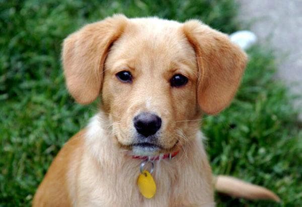 成年犬换主人注意什么