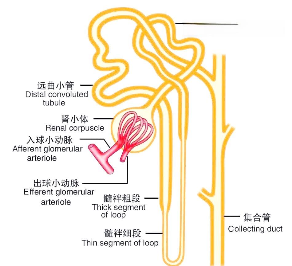肾脏小管对钠、钾、氯的转运与重吸收机制