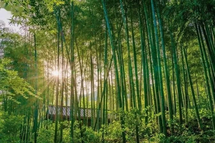 【古诗词鉴赏】孟浩然《夏日南亭怀辛大》：夏夜乘凉，怀人感梦