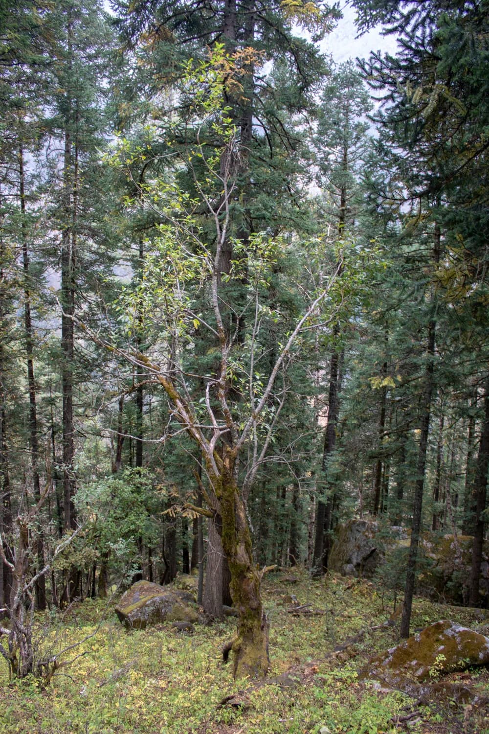 云南轿子山再现珍稀植物油麦吊云杉！