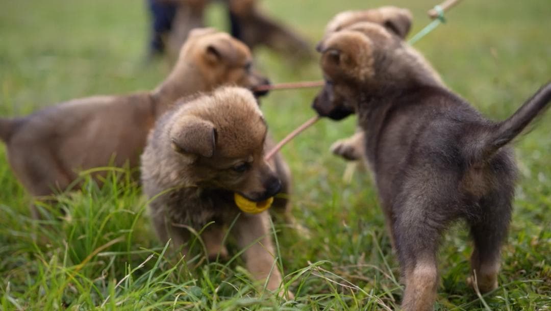 中国警犬大揭秘：昆明犬的前世今生