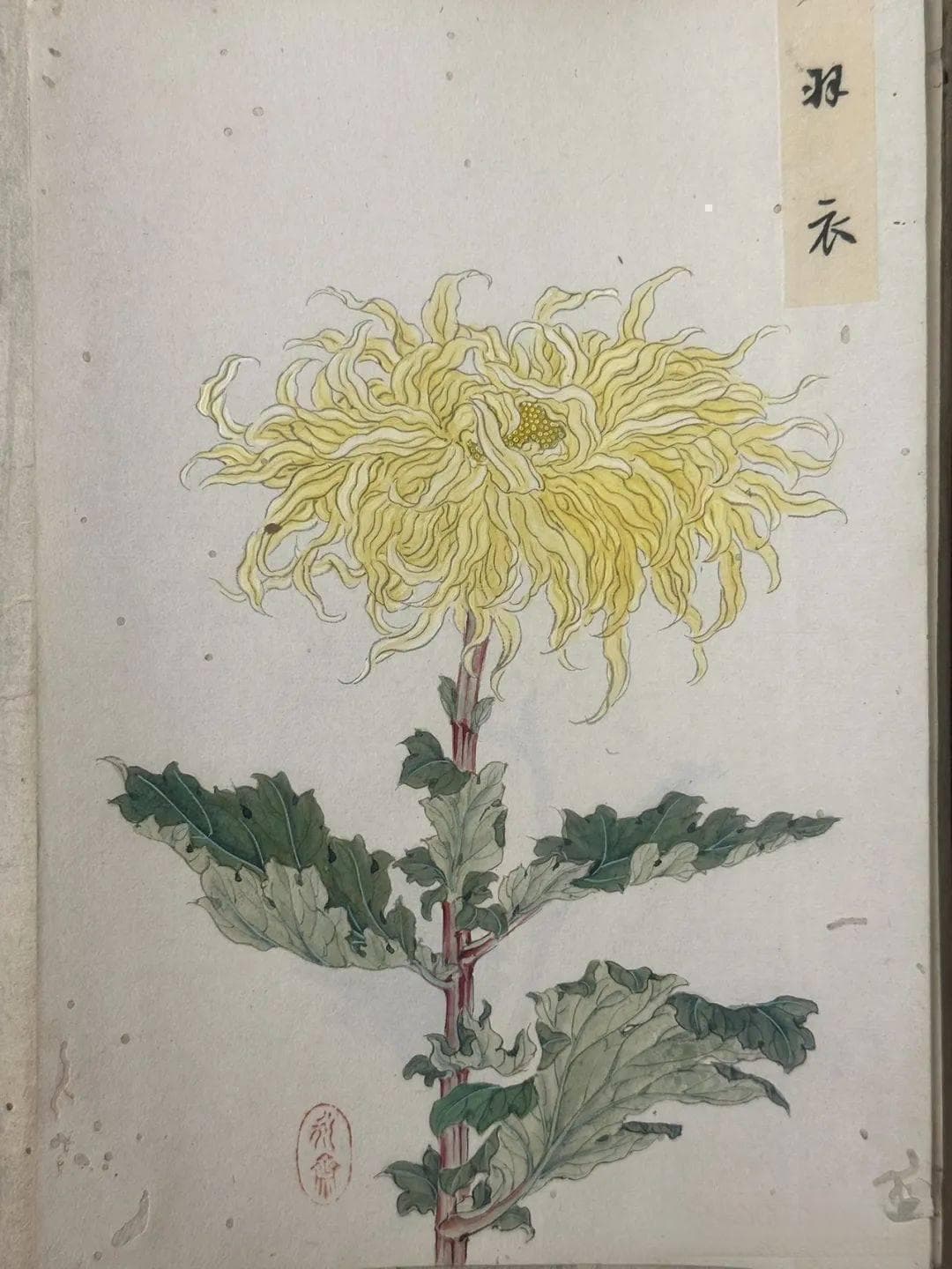 菊花与立秋：中国古代艺术中的典故与象征