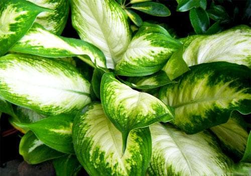 室内植物哪种好 改善室内空气质量的七种绿色植物