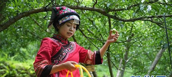 蜂糖李种植条件与气候要求（打造优质种植环境，提高果实品质）