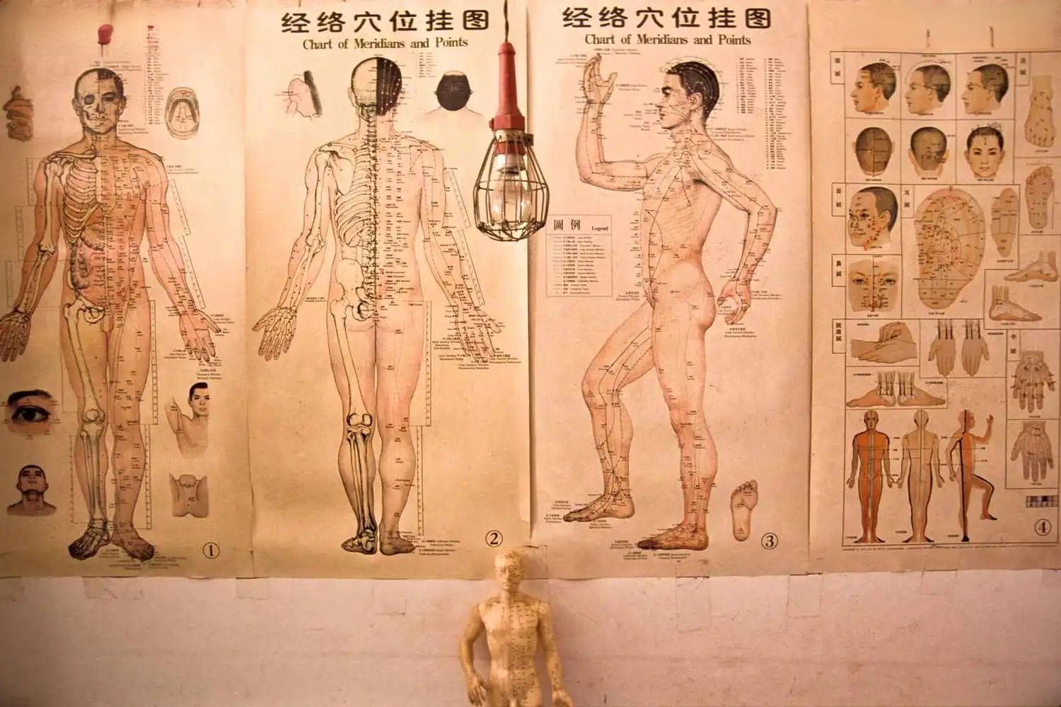 古“筋”中外：中医筋病与现代手法治疗