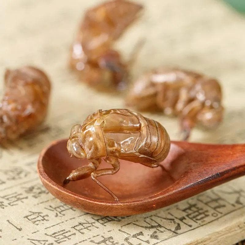 蝉蜕：从形态特征到临床应用的全面解析