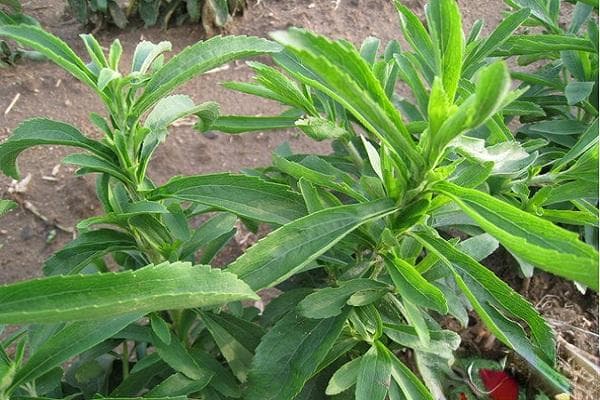 一文掌握甜叶菊种植：从育苗到收获的技术要点