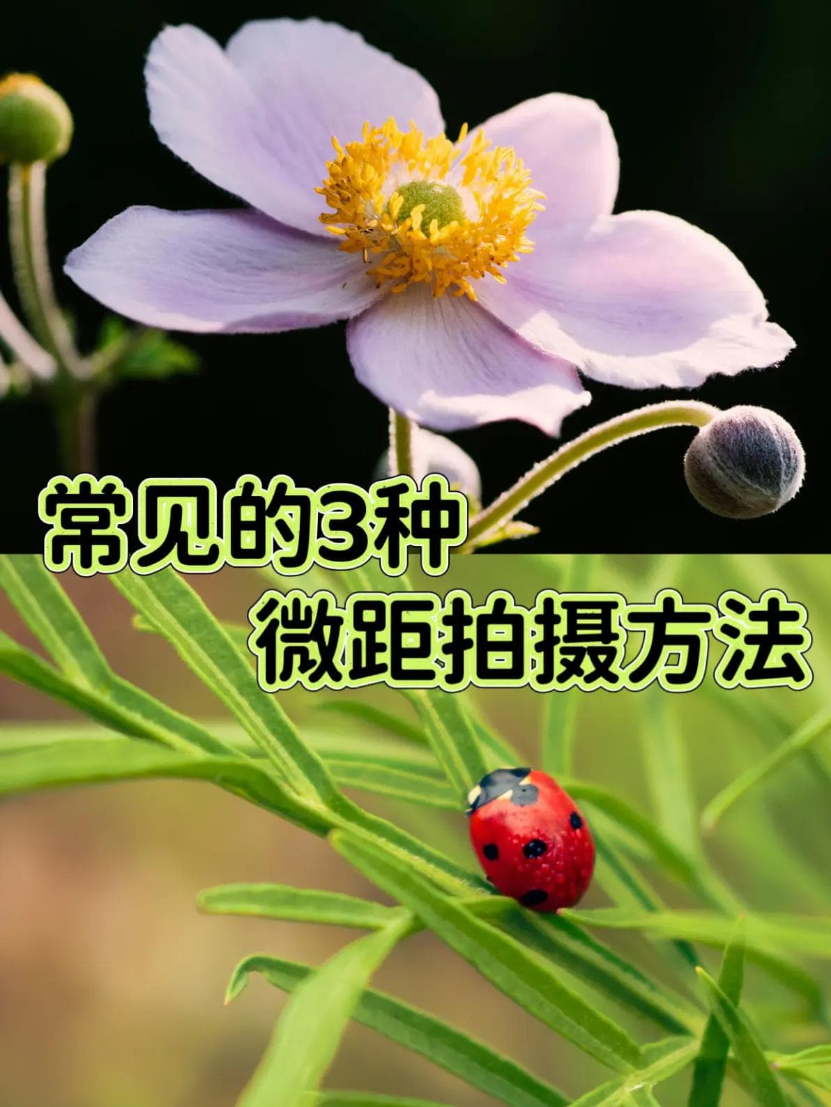 摄影教程分享|常用的三种微距拍摄方法