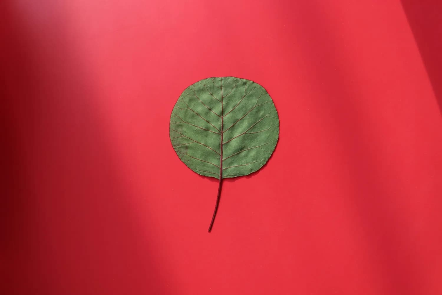 树叶人物标本：亲子DIY的新宠儿