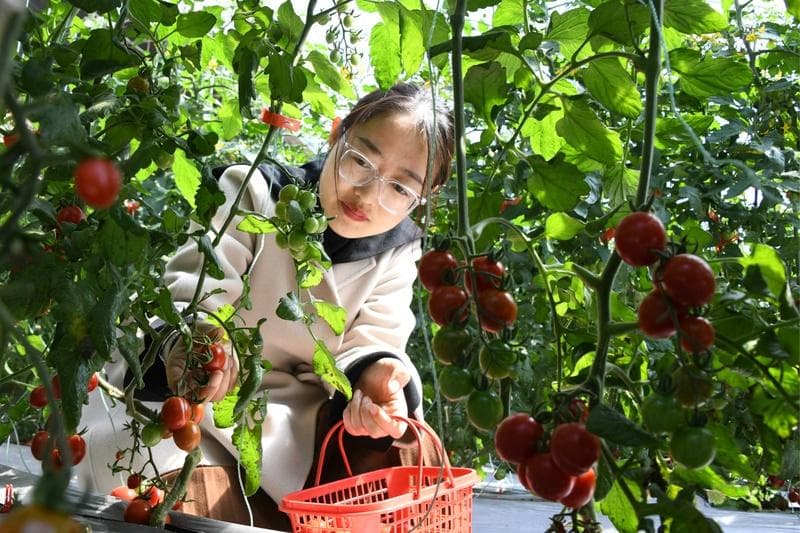 青定协作托起定西特色产业能级跃升