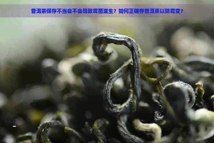 普洱茶保存不当会不会导致霉菌滋生？如何正确存普洱茶以防霉变？