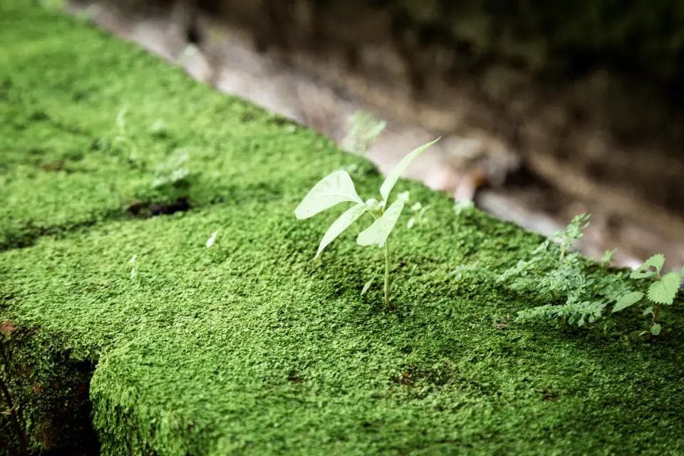 青苔大揭秘：这些你不知道的秘密让你大吃一惊！