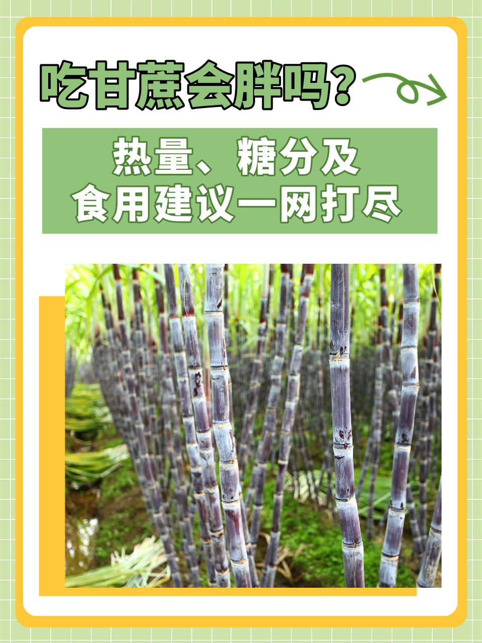 吃甘蔗会胖吗？热量、糖分及食用建议一网打尽