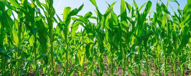 玉米的生长周期，分为苗期、三叶期、拔节期等