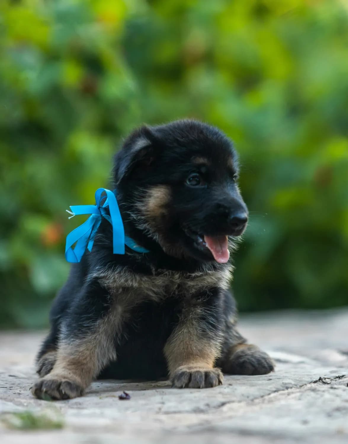 DHA助力幼犬大脑发育：如何选狗粮？