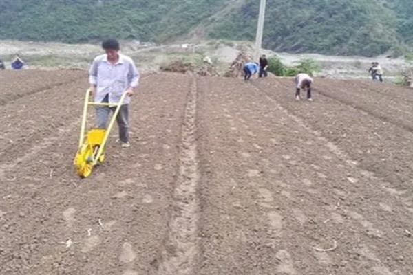 甘蔗的种植方法与施肥要点详解