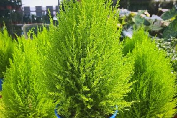 植物风水详解：八种常见植物的摆放与寓意