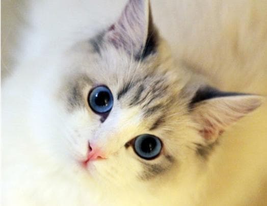 猫的生活习性：八个方面全面解析