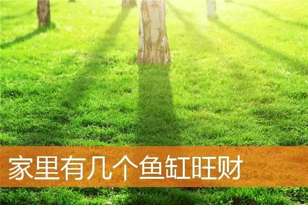 家里有几个鱼缸旺财