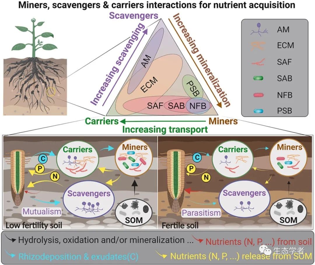 南京大学田兴军团队在土壤微生物的功能类群以及在中国土壤生态系统的分解潜力取得进展