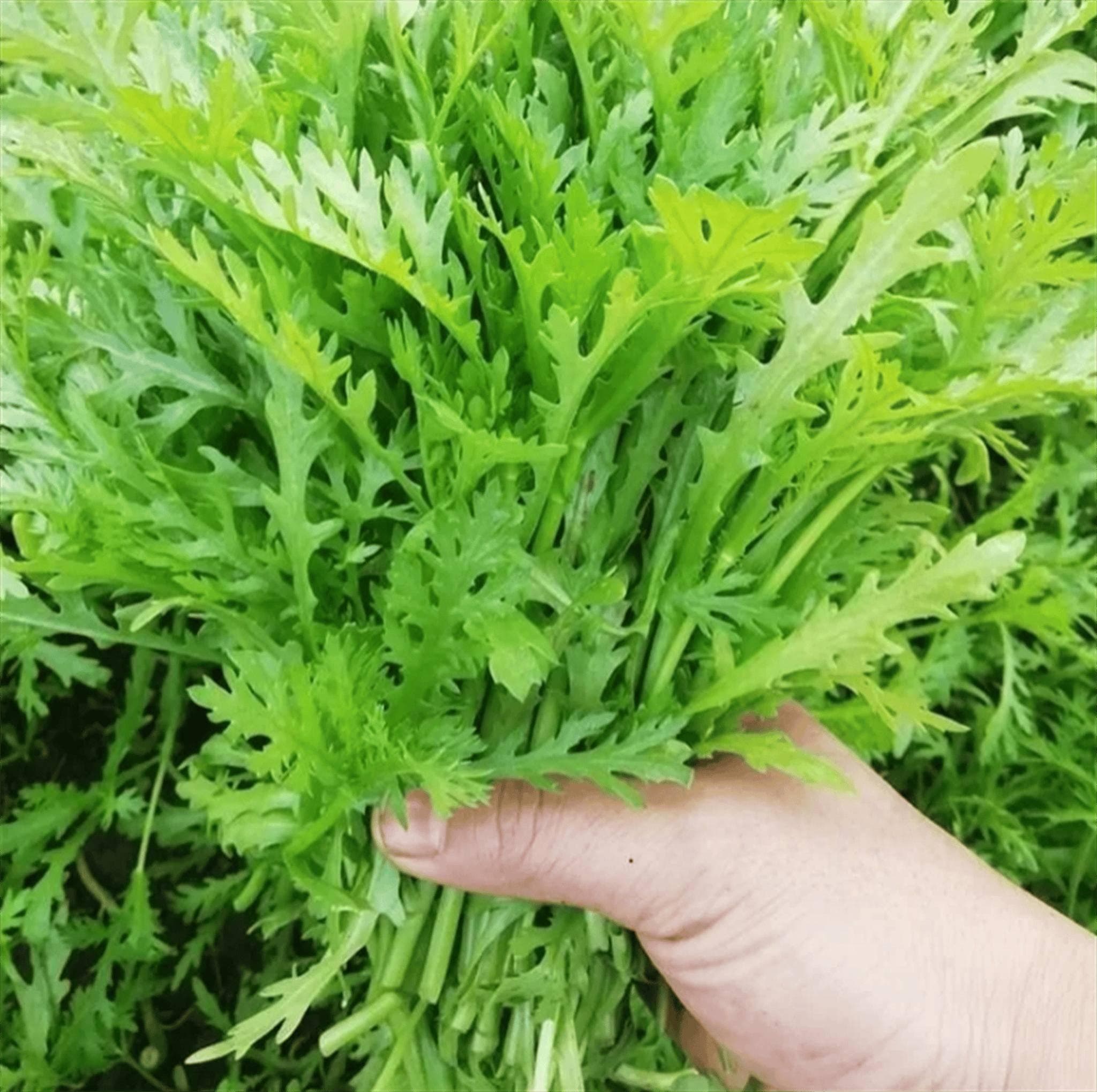茼蒿如何保鲜储存，鲜度秘籍，解锁茼蒿保鲜秘籍，让绿意持久鲜亮