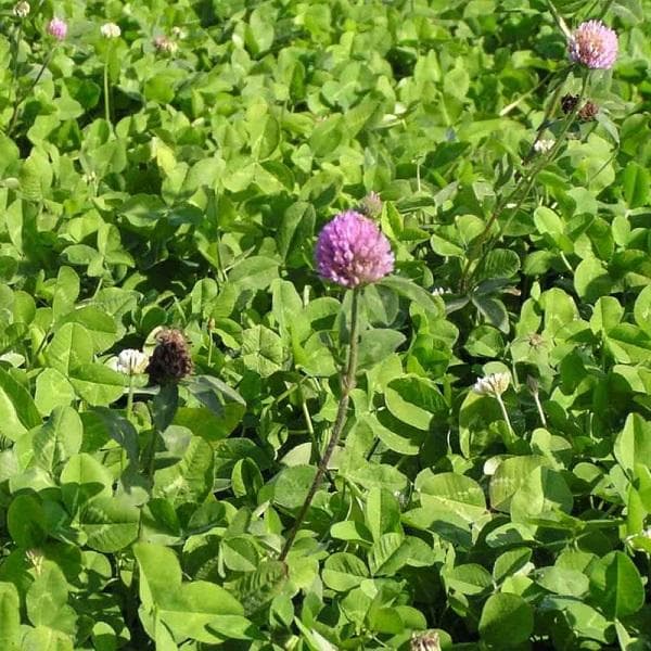 紫色白三草花语 特性和对土壤有什么要求