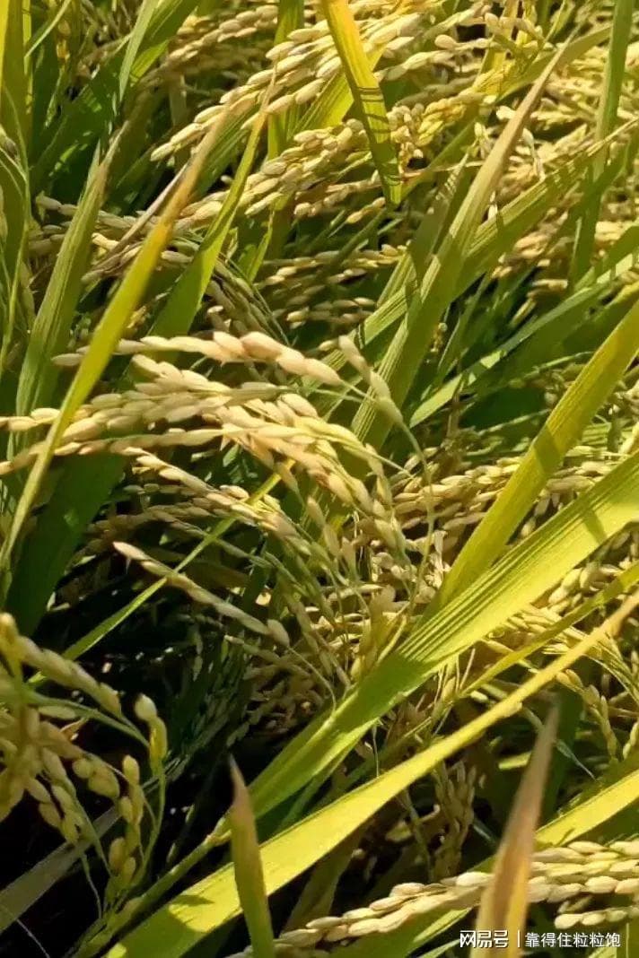 再生稻"一种两收"：叶面肥助力增产增收