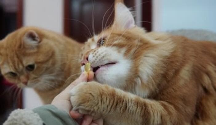 猫咪应激最简单处理方法