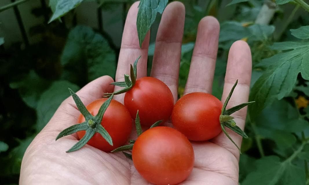番茄种植指南：从选种到采摘的全过程详解