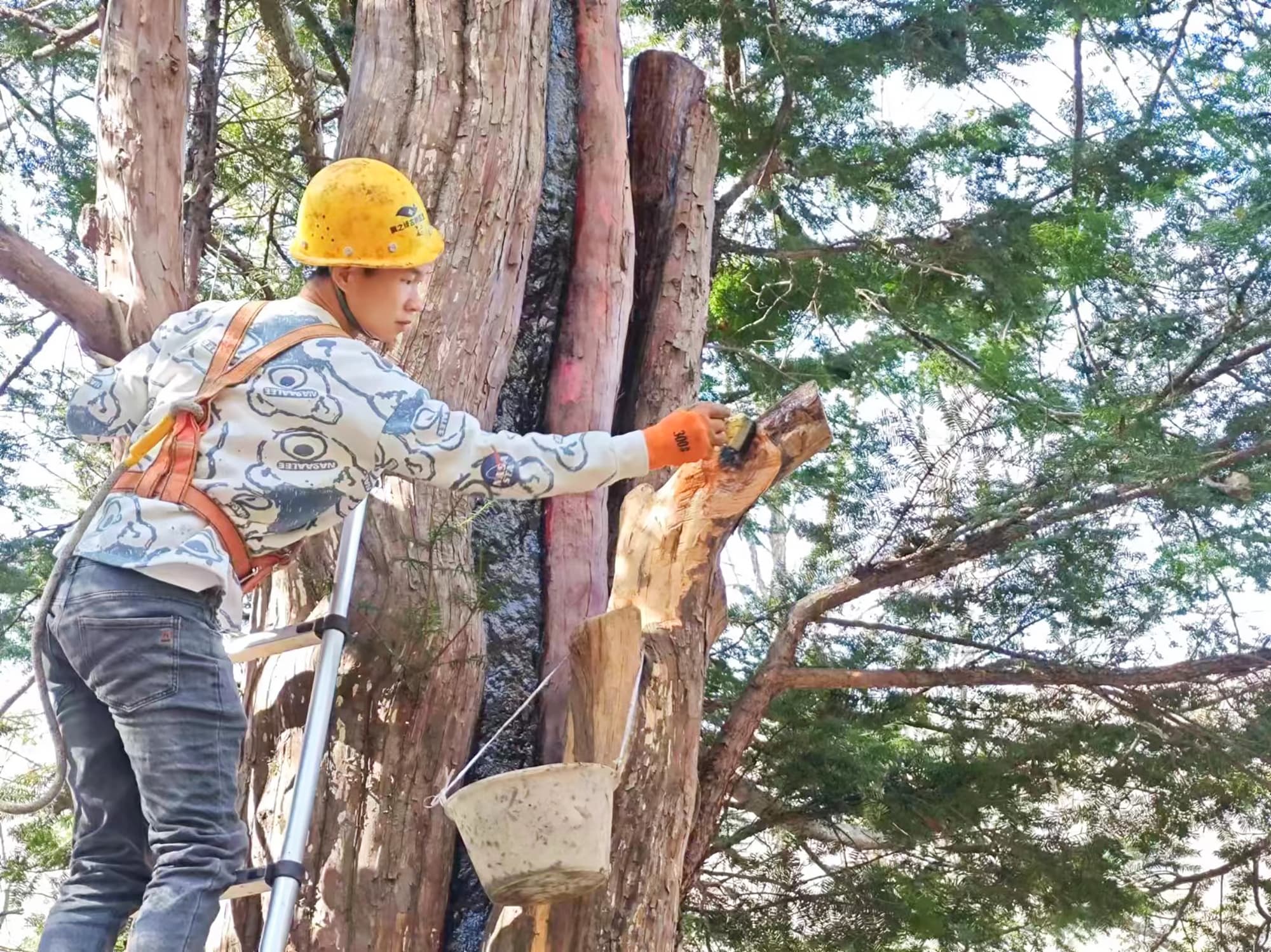 抢救复壮古树名木“一树一策”焕生机