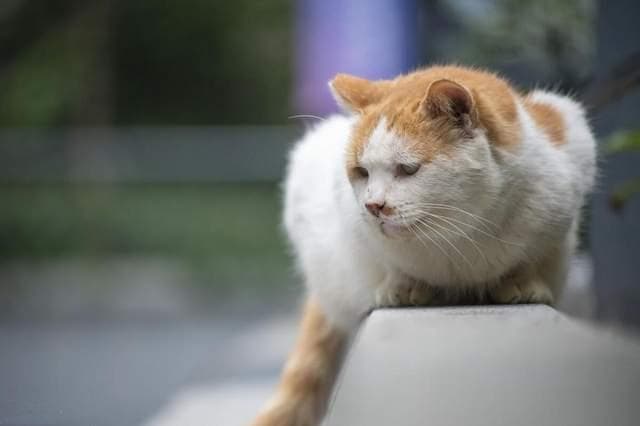 “猫来穷狗来富，燕子不进苦寒门”，古人为什么这么说，有道理？