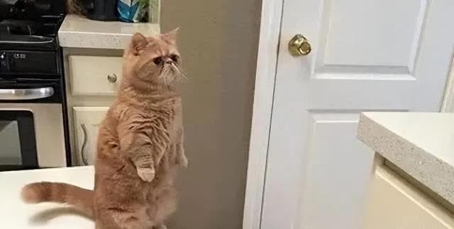 猫站起来，不只是站立，解读猫咪行为的深层含义